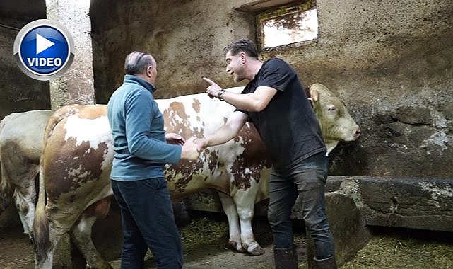 bir-ton-250-kilogramlik-dev-tosun-yeni-sahibini-buldu-3026