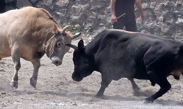 ispir-de-boga-guresleri-nefes-kesti-6720